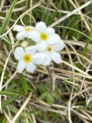 Androsace chamaejasme