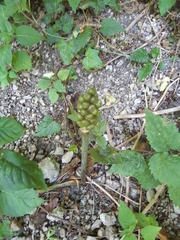 Arum maculatum