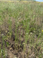 Dontostemon micranthus