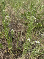 Dontostemon micranthus