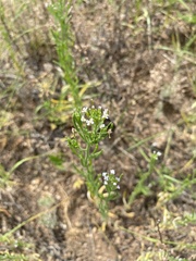 Dontostemon micranthus