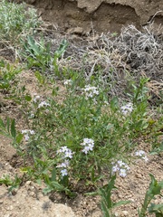 Dontostemon integrifolius