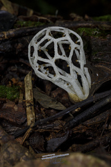 Clathrus chrysomycelinus