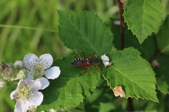 Rhynocoris punctiventris