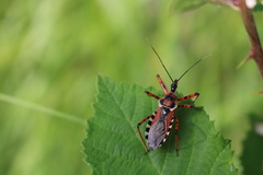 Rhynocoris punctiventris