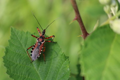 Rhynocoris punctiventris