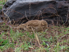 Eremopterix