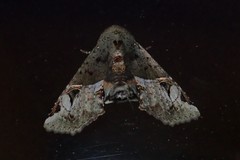 Targalla subocellata