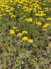 Crepis crocea