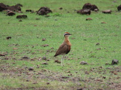 Cursorius coromandelicus