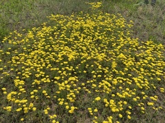 Crepis crocea