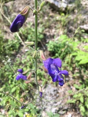 Salvia ringens