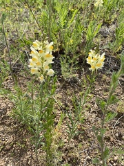 Linaria melampyroides