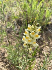 Linaria melampyroides