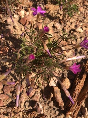 Oxalis droseroides