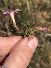 Oxalis droseroides