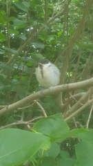 Parus major
