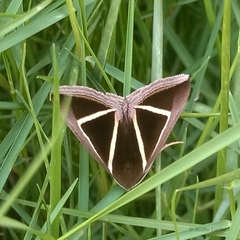 Chalciope delta
