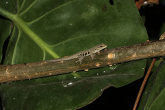 Lygodactylus laterimaculatus