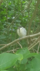 Parus major