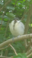 Parus major