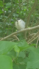Parus major