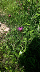 Cirsium heterophyllum