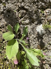 Geranium robertianum
