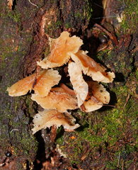 Collybia eucalyptorum