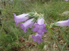 Campanula speciosa