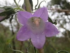 Campanula speciosa