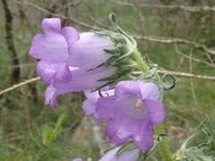 Campanula speciosa