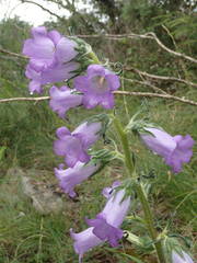 Campanula speciosa