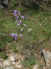 Campanula speciosa