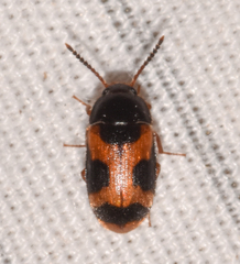 Mycetophagus punctatus