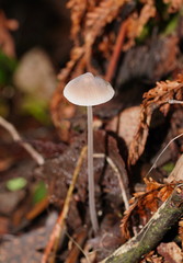 Mycena austrofilopes