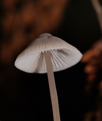 Mycena austrofilopes