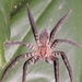 Araña Vagabunda Atigrada - Photo (c) Ian Morton, algunos derechos reservados (CC BY-NC-SA)