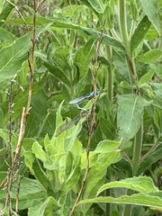 Enallagma cyathigerum