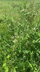 Filipendula ulmaria