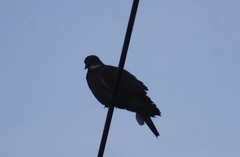 Columba palumbus