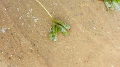 Cymodoceaceae
