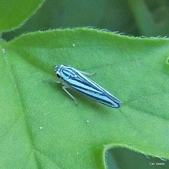 Poecilocarda cosmopolita