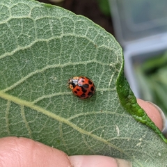 Harmonia axyridis