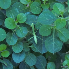 Miomantis