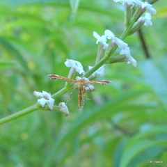 Oxyptilini
