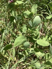 Trifolium pratense