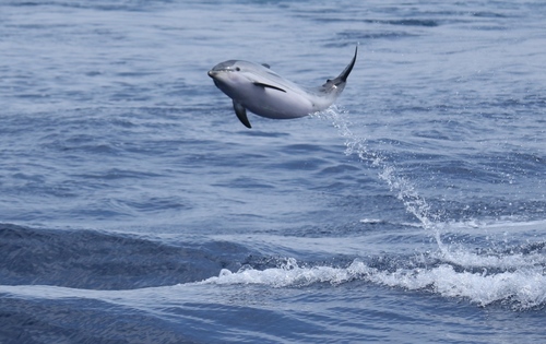 Striped Dolphin, photo 5 of 10