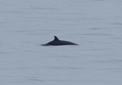 Ziphius cavirostris