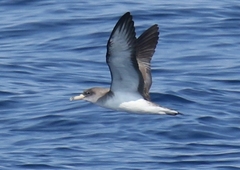 Scopoli's Shearwater photo 3